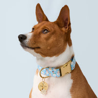 #Modeled by Ricky (30lbs) in Medium