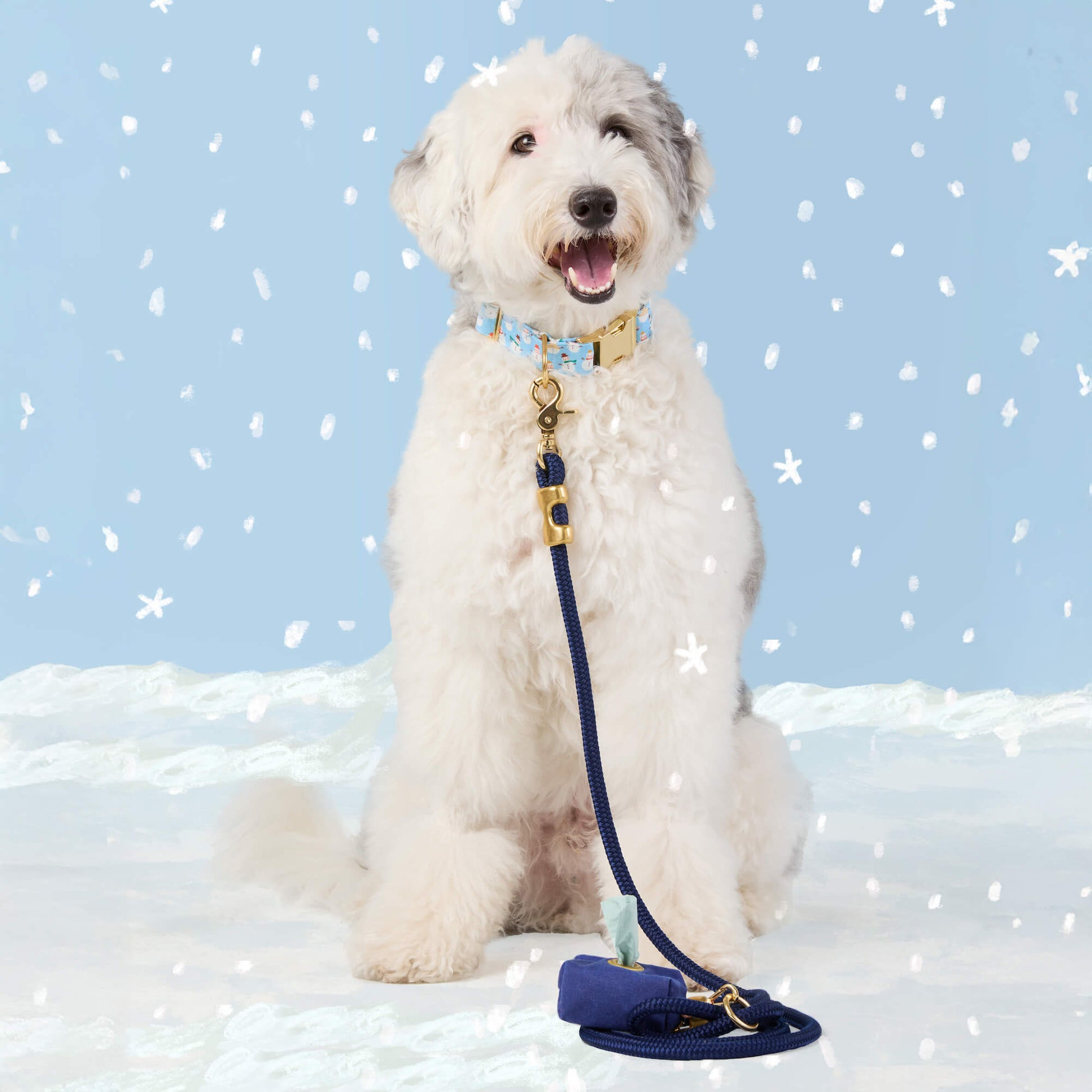 #Modeled by Goose (40lbs) in a Medium collar and Standard leash