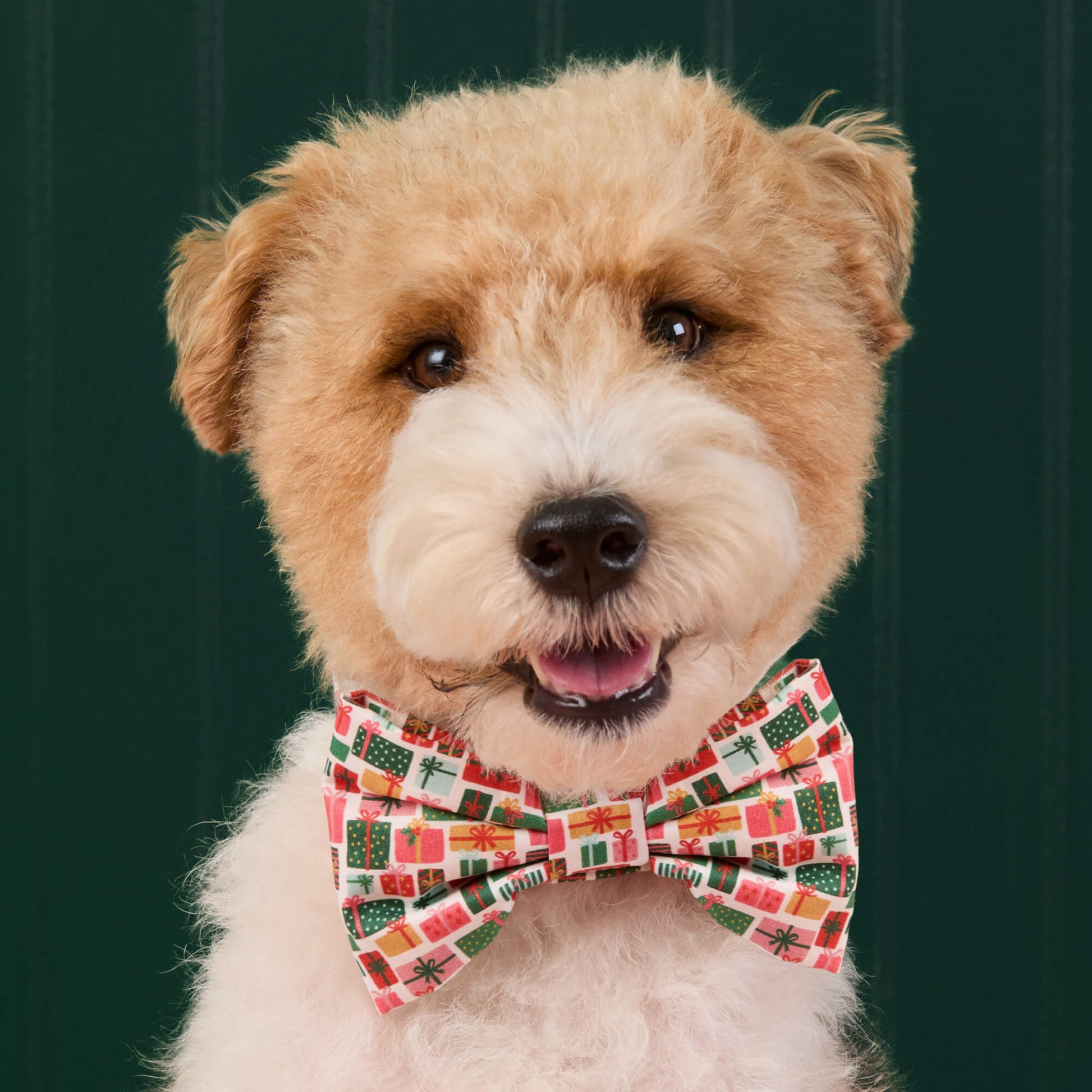 #Modeled by Sesame (25lbs) in a Large bow tie