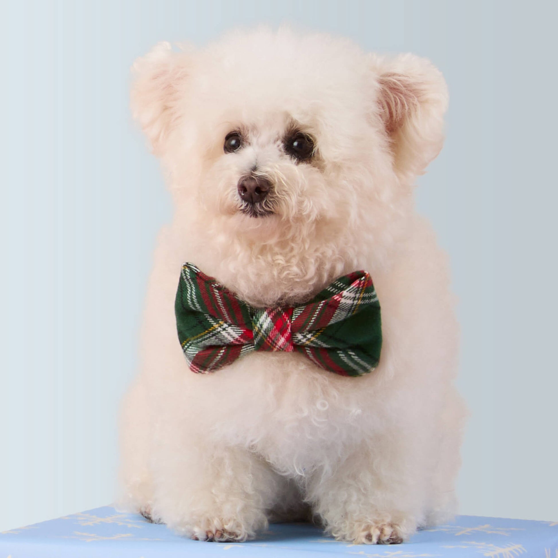 #Modeled by Molly (10lbs) in a Large bow tie
