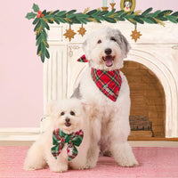 #Modeled by Molly (10lbs) in a Small collar and Large lady bow