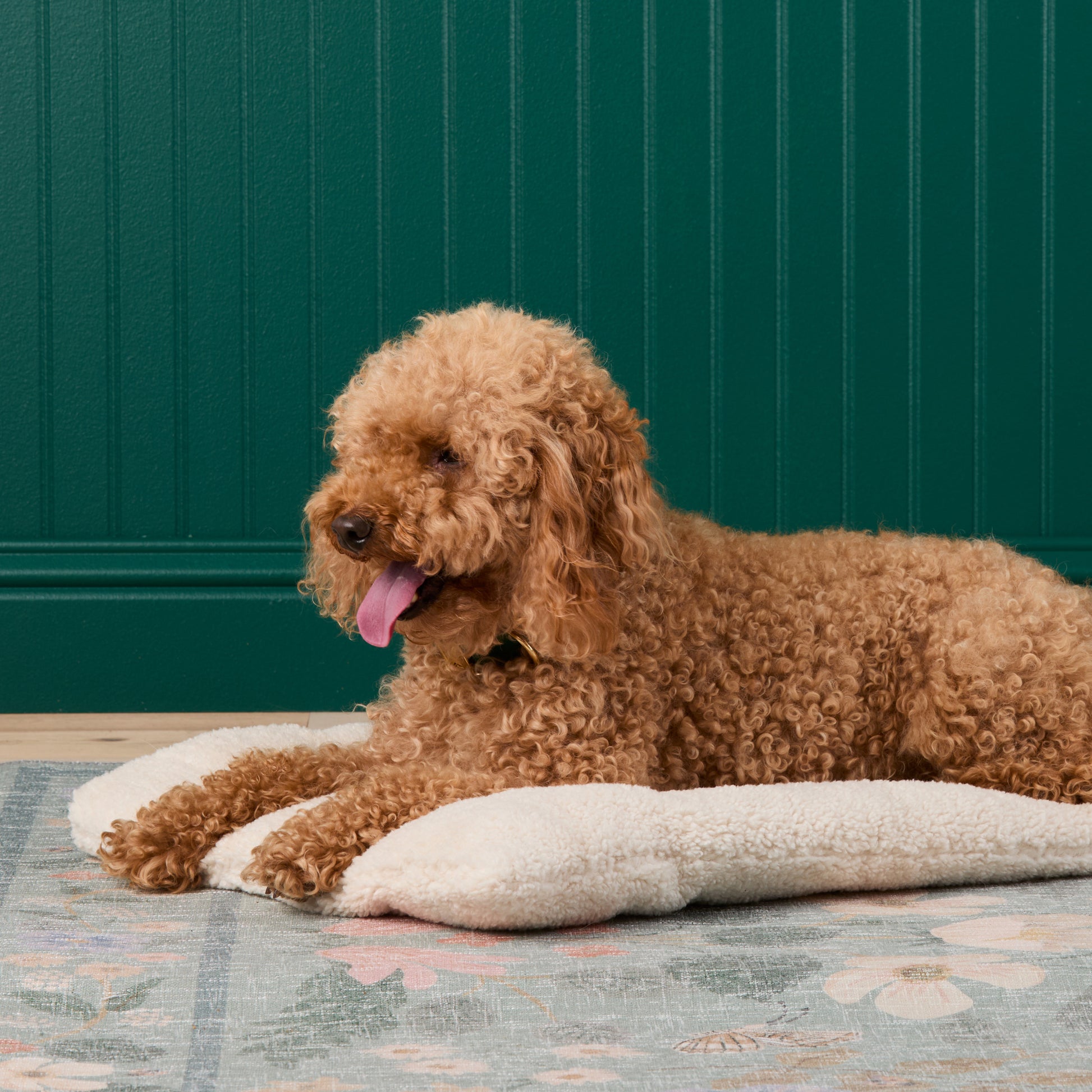#Modeled by Utah (26lbs) on a Large travel mat