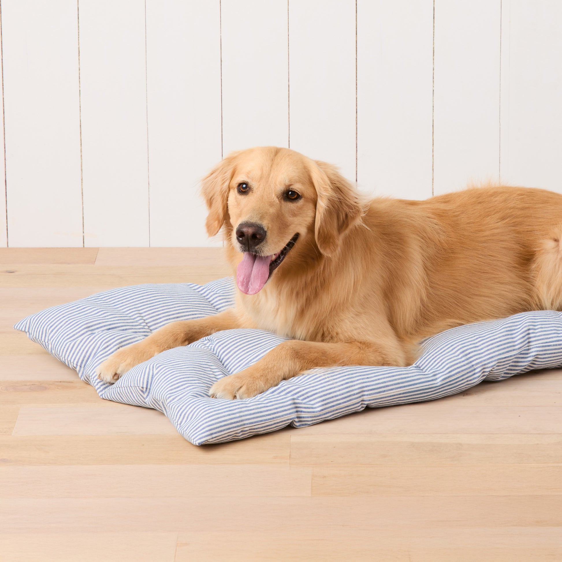 #Modeled by Holly (50lbs) on a Large travel mat