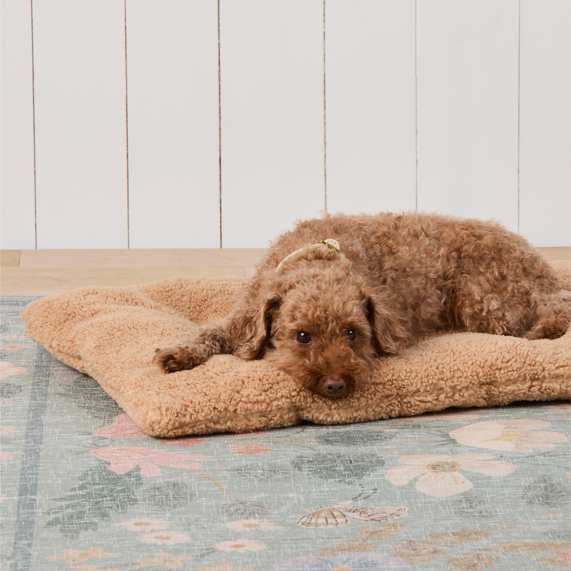 #Modeled by Moose (10lbs) on a Medium travel mat