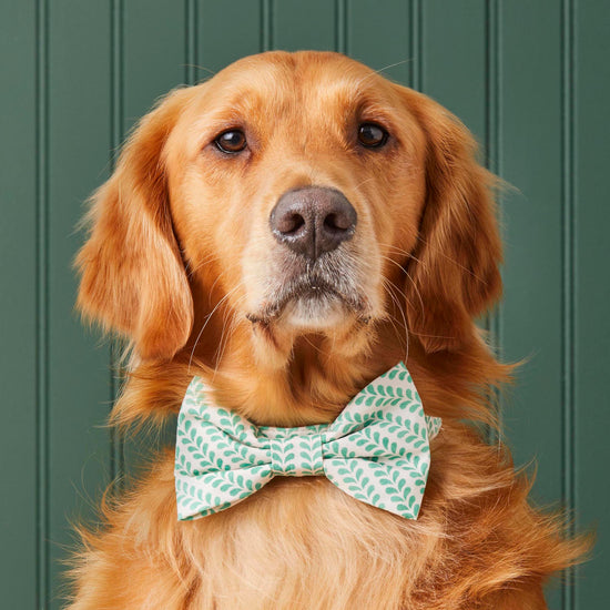 #Modeled by Atlas, a 77lb Golden Retriever, in a Large collar and Large bow tie