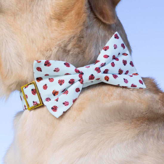 #Modeled by Simba (80lbs) in a Large collar and Large bow tie