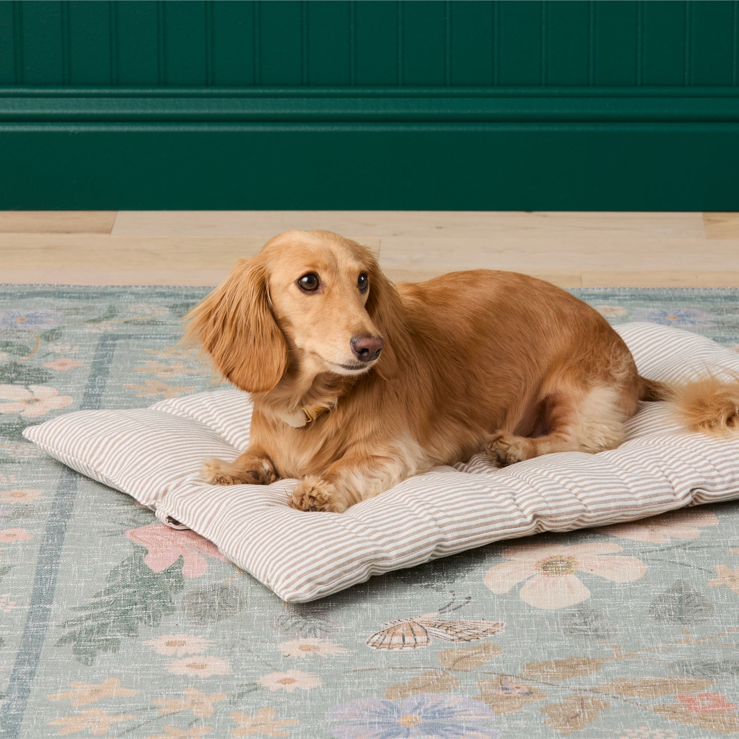 #Modeled by Charlie (12lbs) on a Medium travel mat