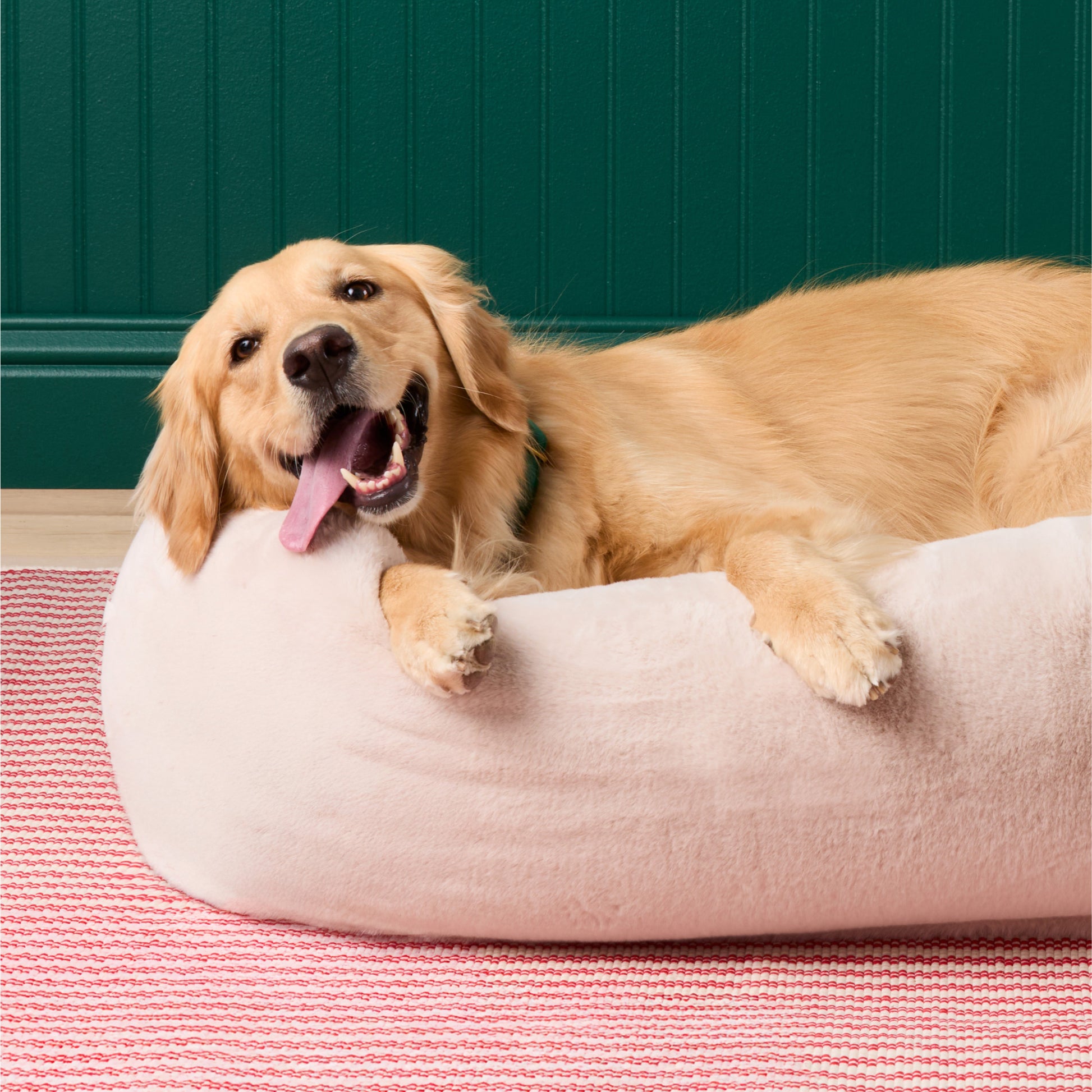 #Modeled by Holly (50lbs) in Large