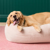 #Modeled by Holly (50lbs) in Large