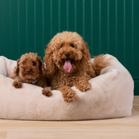 #Modeled by Utah (26lbs) and Moose (10lbs) in Large