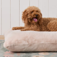 #Modeled by Utah (26lbs) on Large