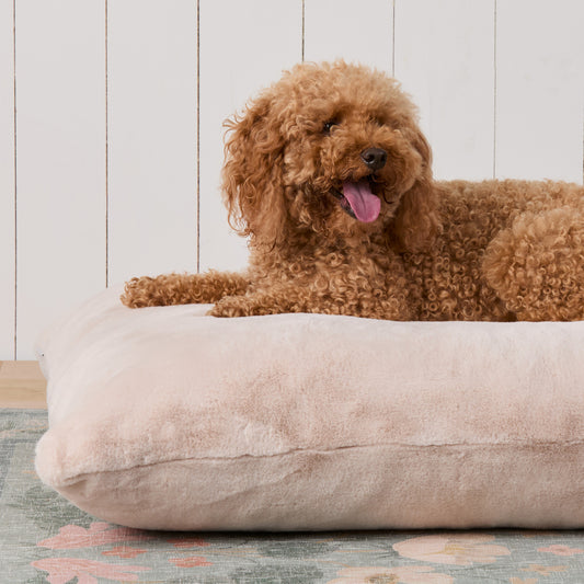 #Modeled by Utah (26lbs) on Large