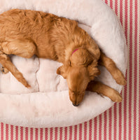 #Modeled by Holly (50lbs) in Large