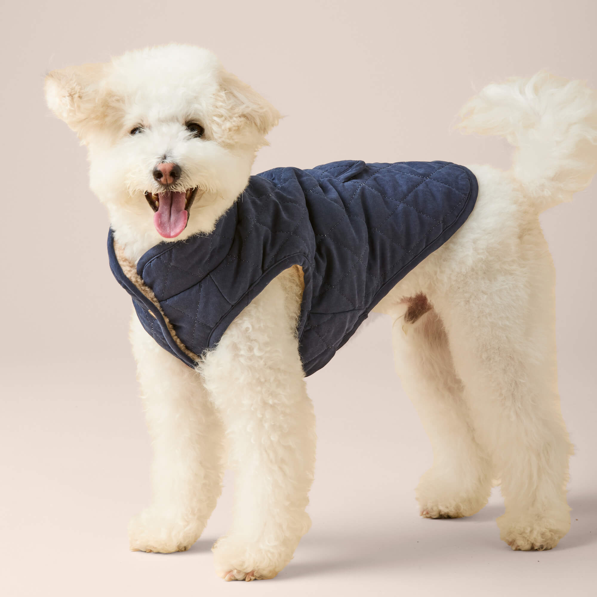 Navy Sherpa-Lined Reversible Dog Jacket – The Foggy Dog