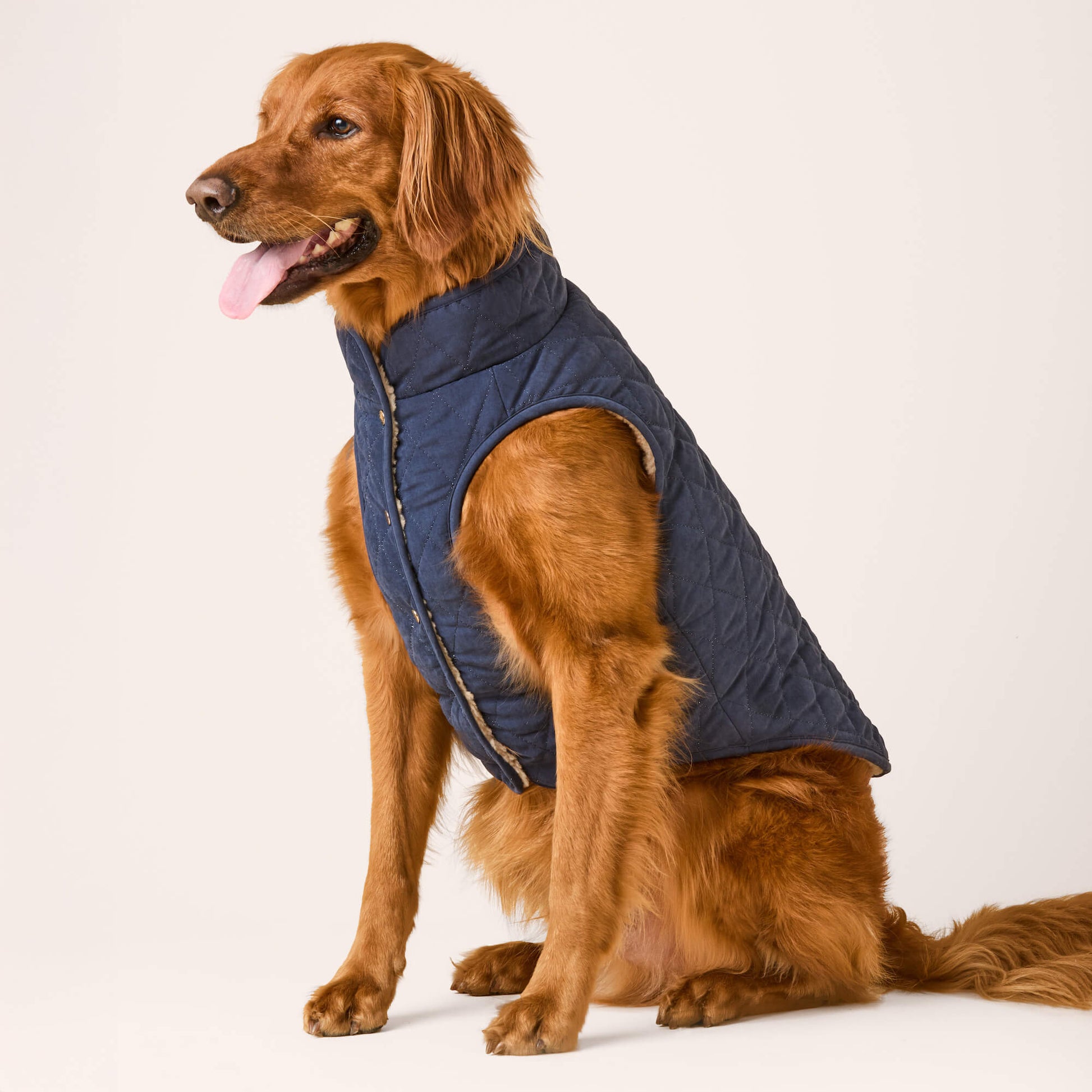 #Modeled by Goose (80lbs) in XX-Large