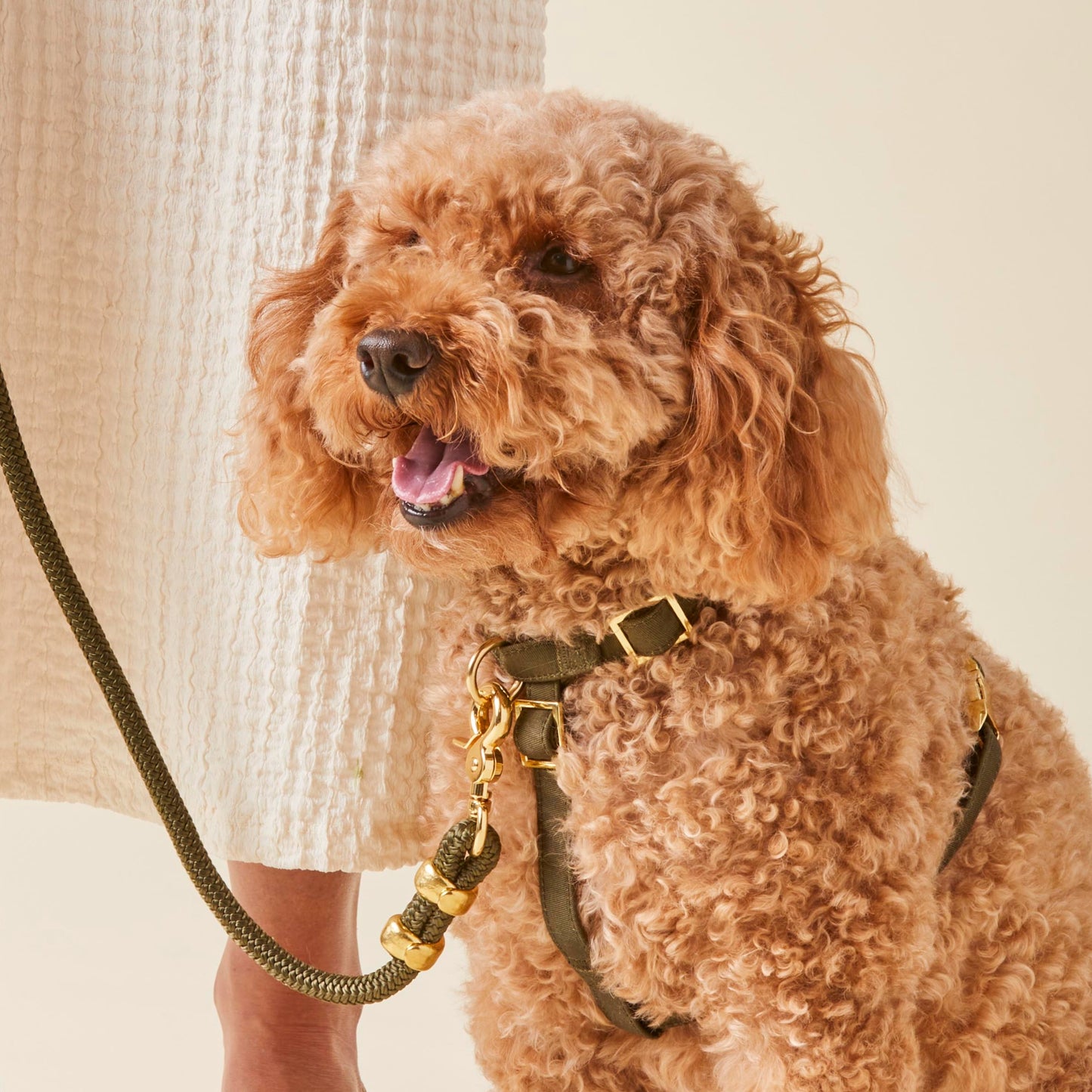 Olive Marine Rope Dog Leash from The Foggy Dog