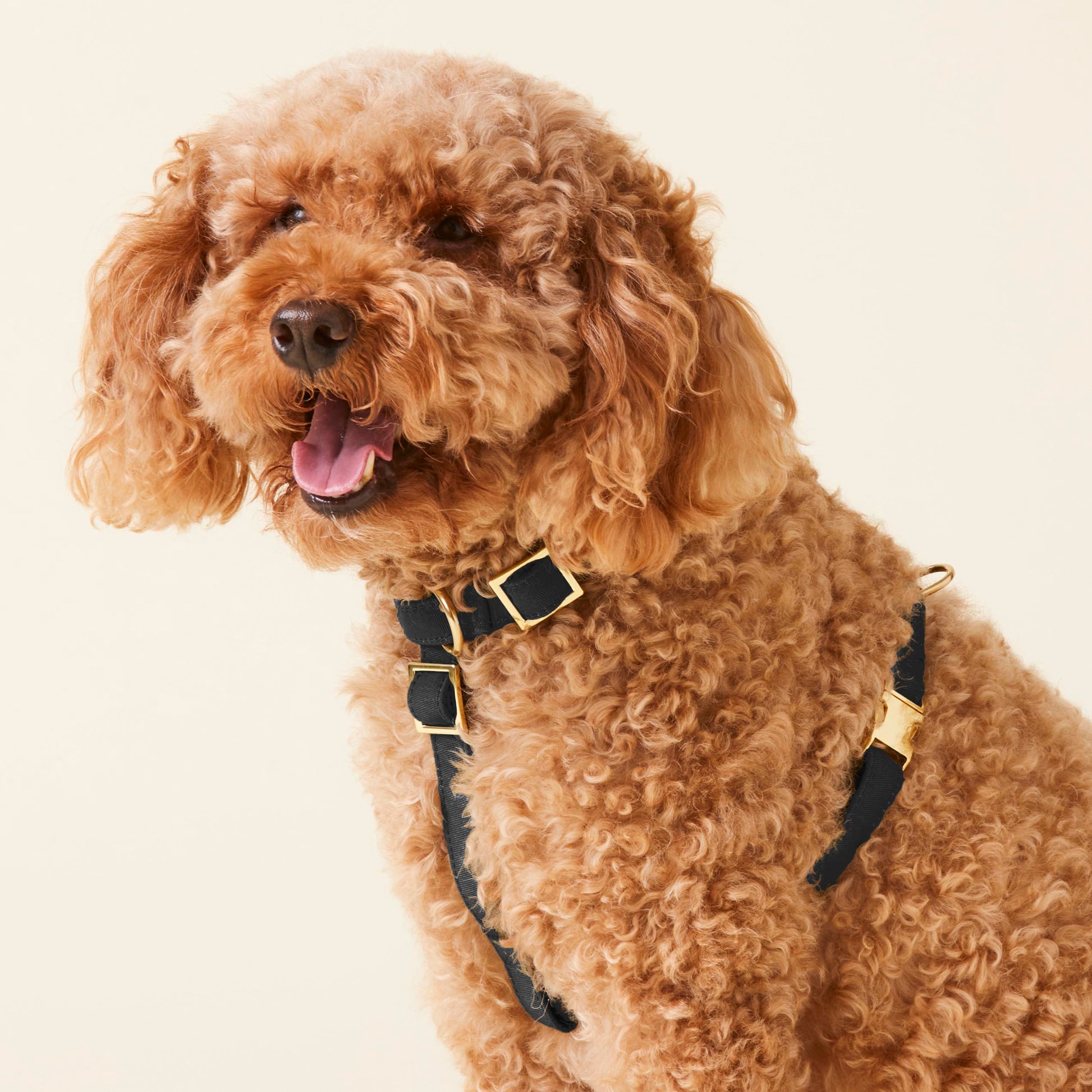 Onyx Dog Harness – The Foggy Dog