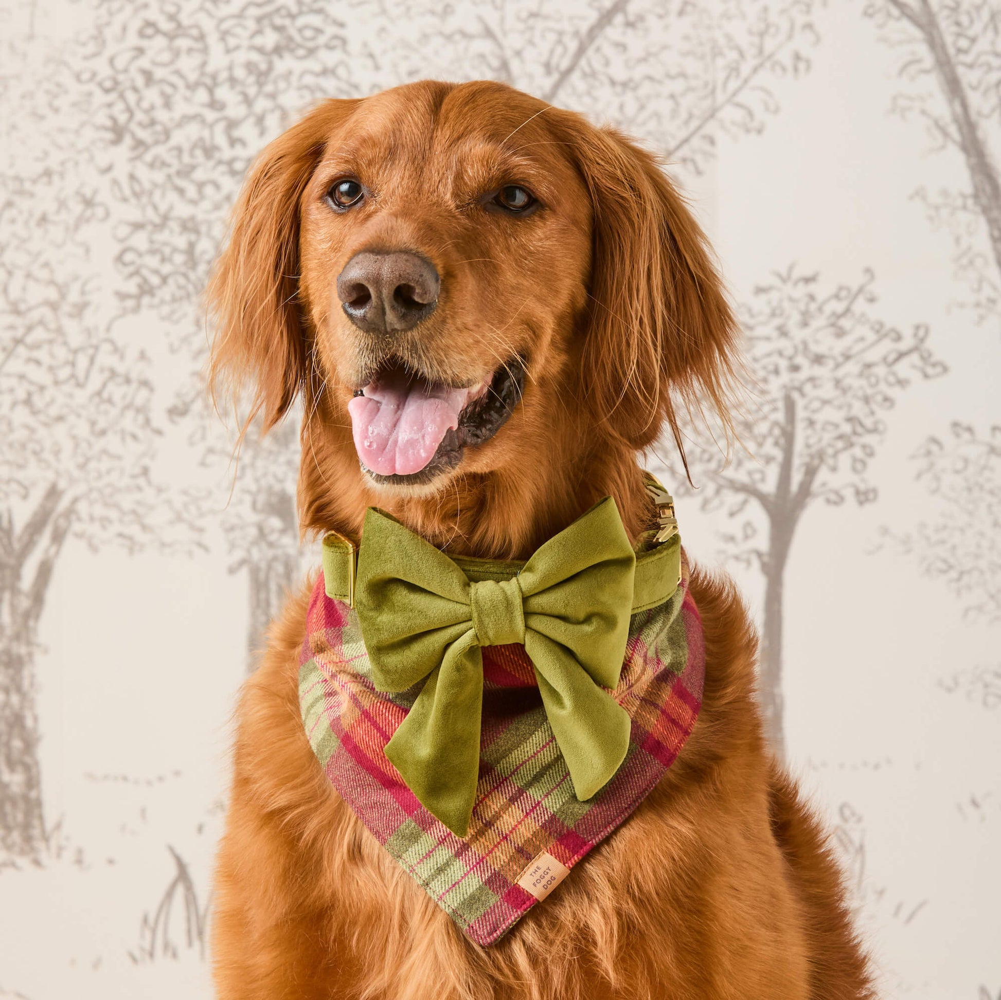 #Modeled by Goose (80lbs) in Large