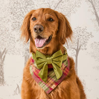 #Modeled by Goose (80lbs) in Large