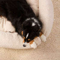 #Modeled by Murphy (37lbs) in Large