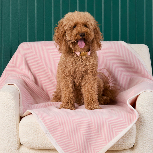 #Modeled by Utah (26lbs) on Midi