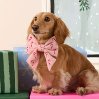#Modeled by Charlie (12lbs) in a Large lady bow