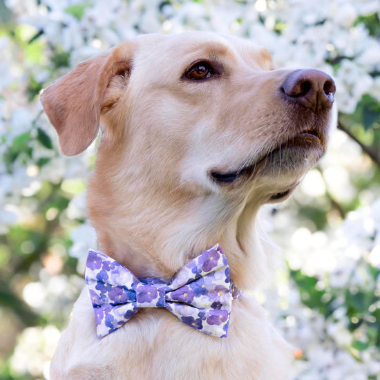 #Modeled by Simba (80lbs) in a Large bow tie