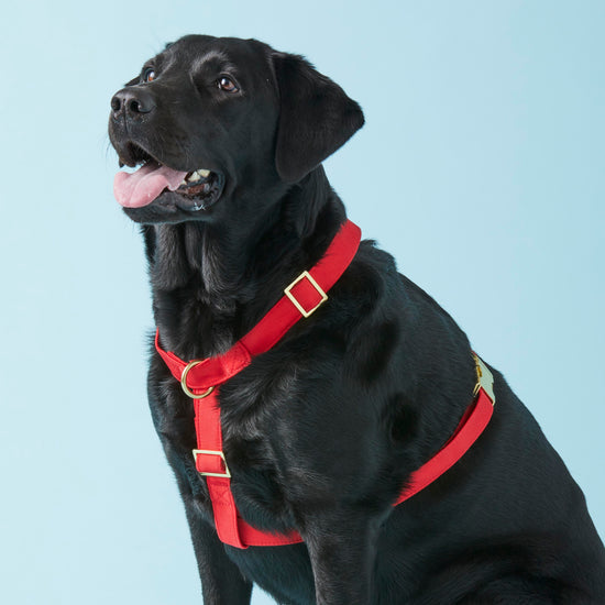 Ruby Dog Harness