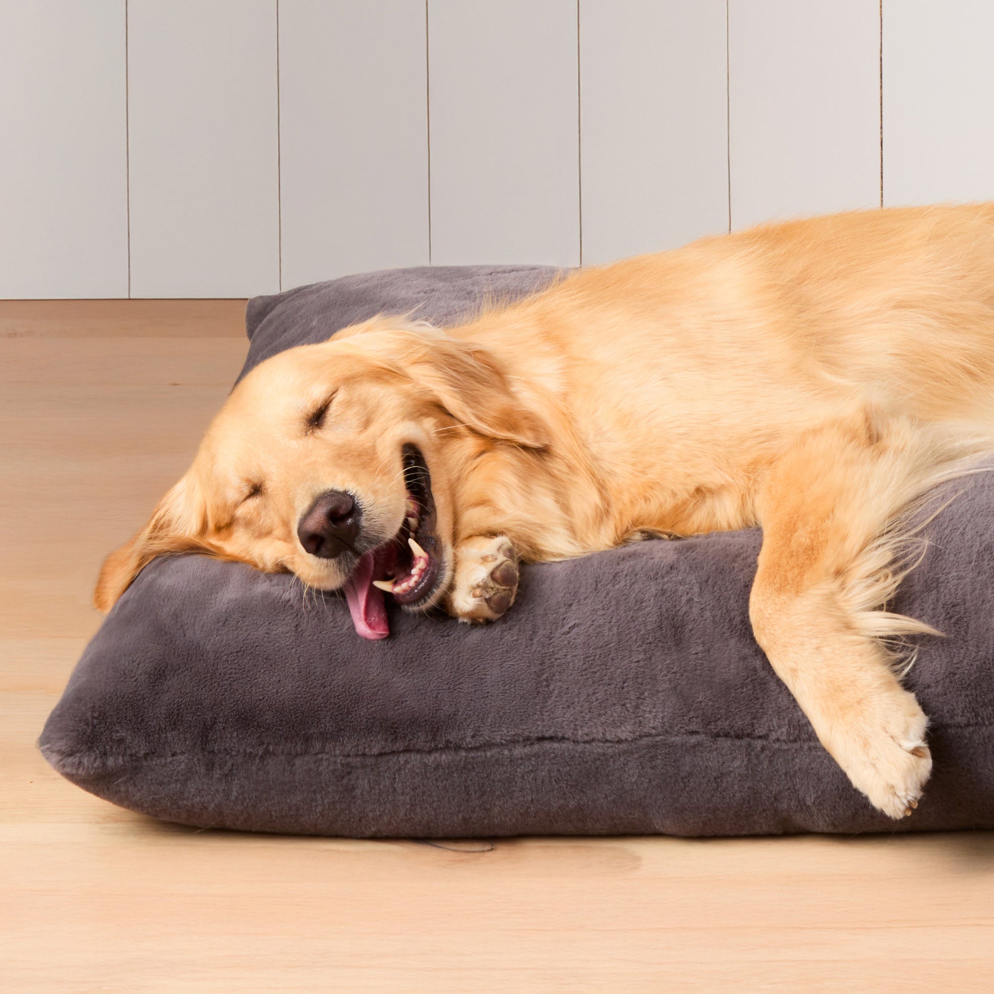 #Modeled by Holly (50lbs) on Large