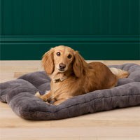 #Modeled by Charlie (12lbs) on a Medium travel mat