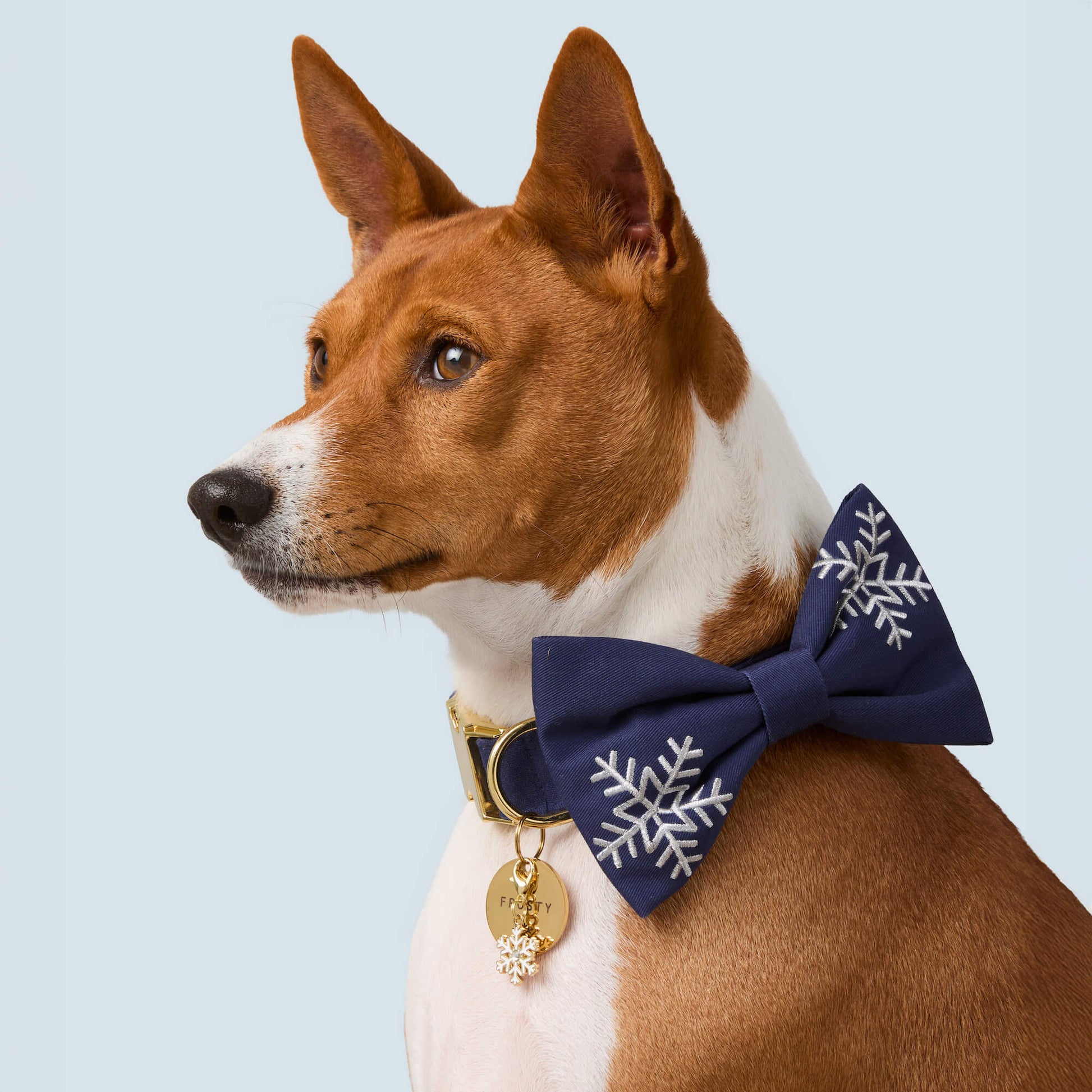 #Modeled by Ricky (30lbs) in a Medium collar and Large bow tie