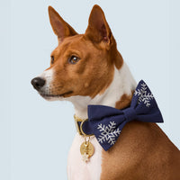 #Modeled by Ricky (30lbs) in a Medium collar and Large bow tie