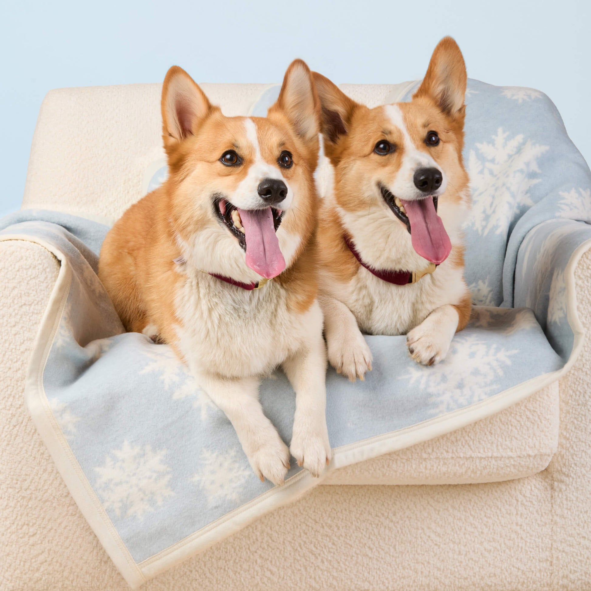 #Modeled by Captain (30lbs) and Tony (30lbs) on Midi