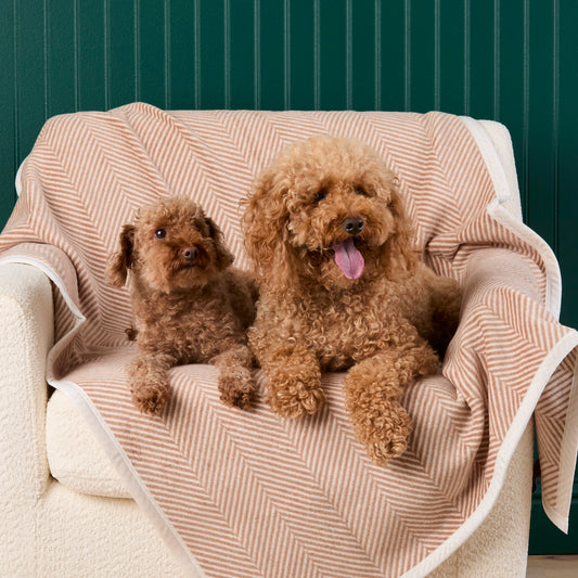 #Modeled by Moose (10lbs) and Utah (26lbs) on Midi