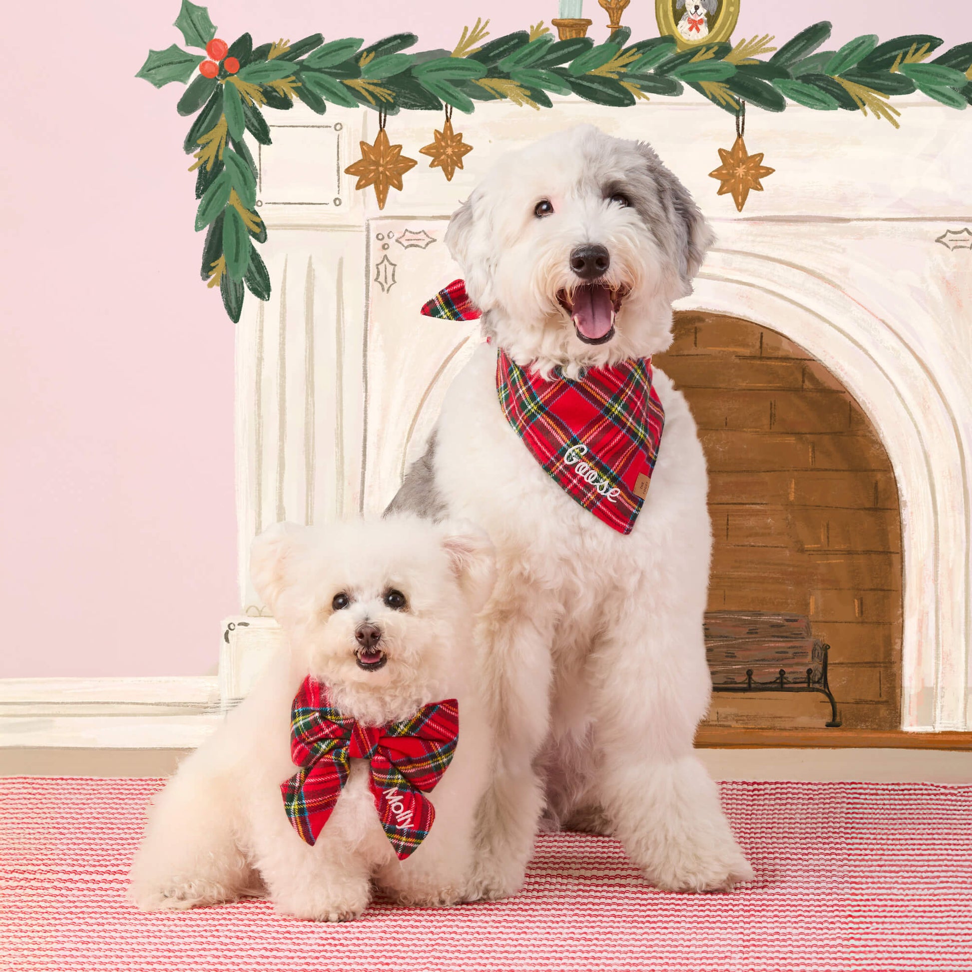 #Modeled by Molly (10lbs) in a Large lady bow