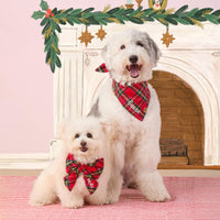 #Modeled by Molly (10lbs) in a Large lady bow