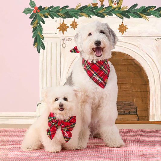 #Modeled by Molly (10lbs) in a Small collar and Large lady bow