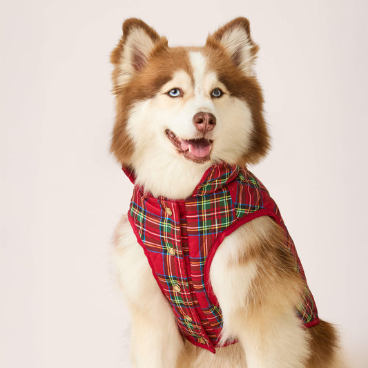 #Modeled by Rouka (36lbs) in Medium