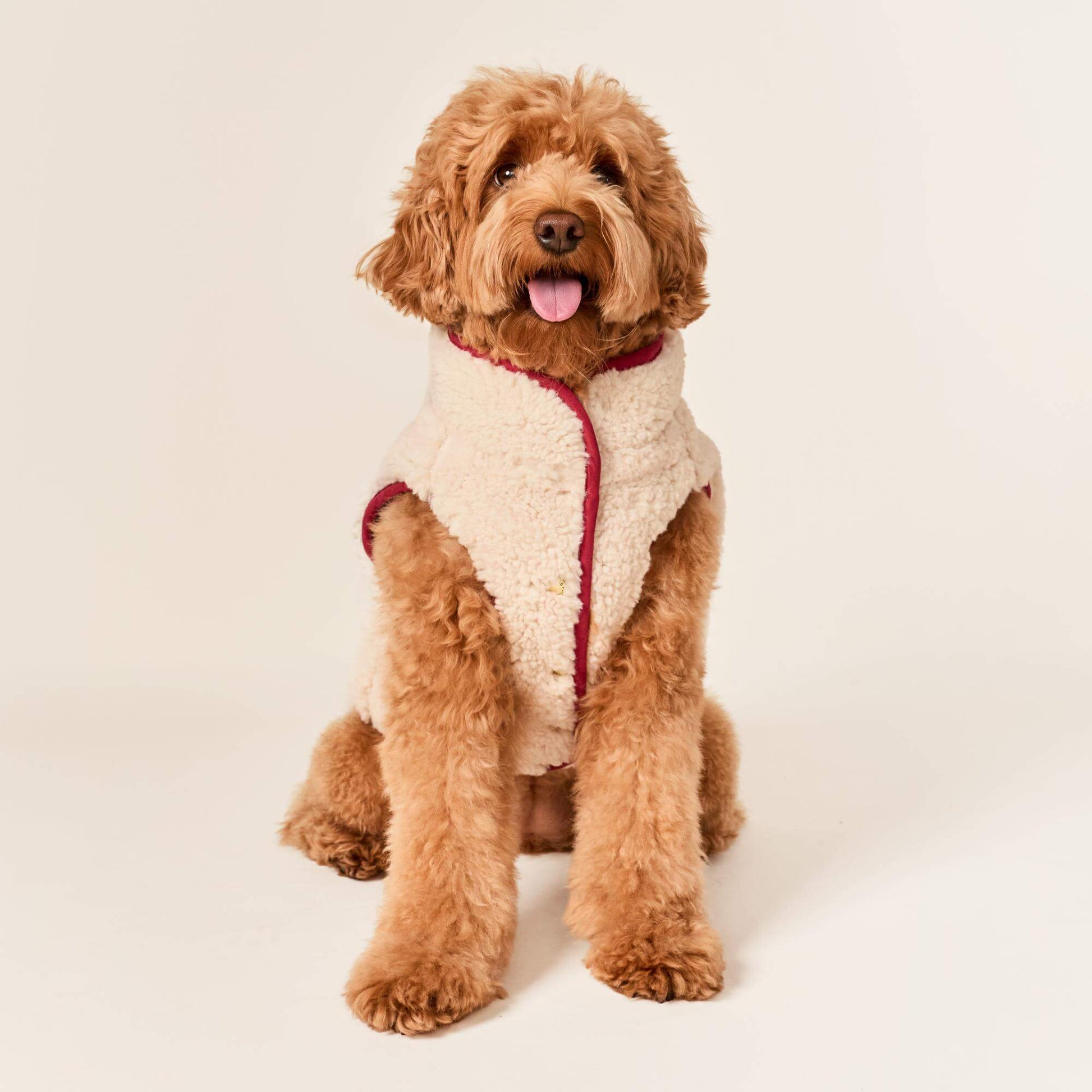 #Modeled by Poppy (20lbs) in Medium