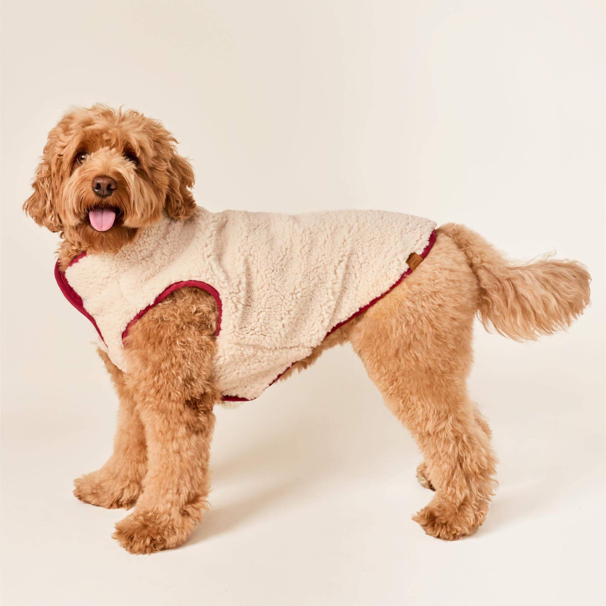 #Modeled by Poppy (20lbs) in Medium
