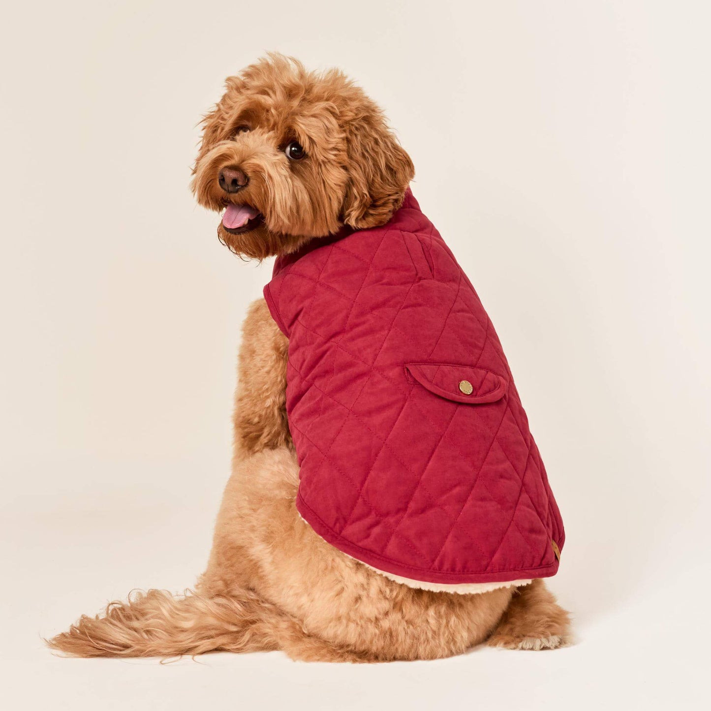 #Modeled by Poppy (20lbs) in Medium