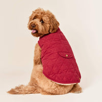 #Modeled by Poppy (20lbs) in Medium