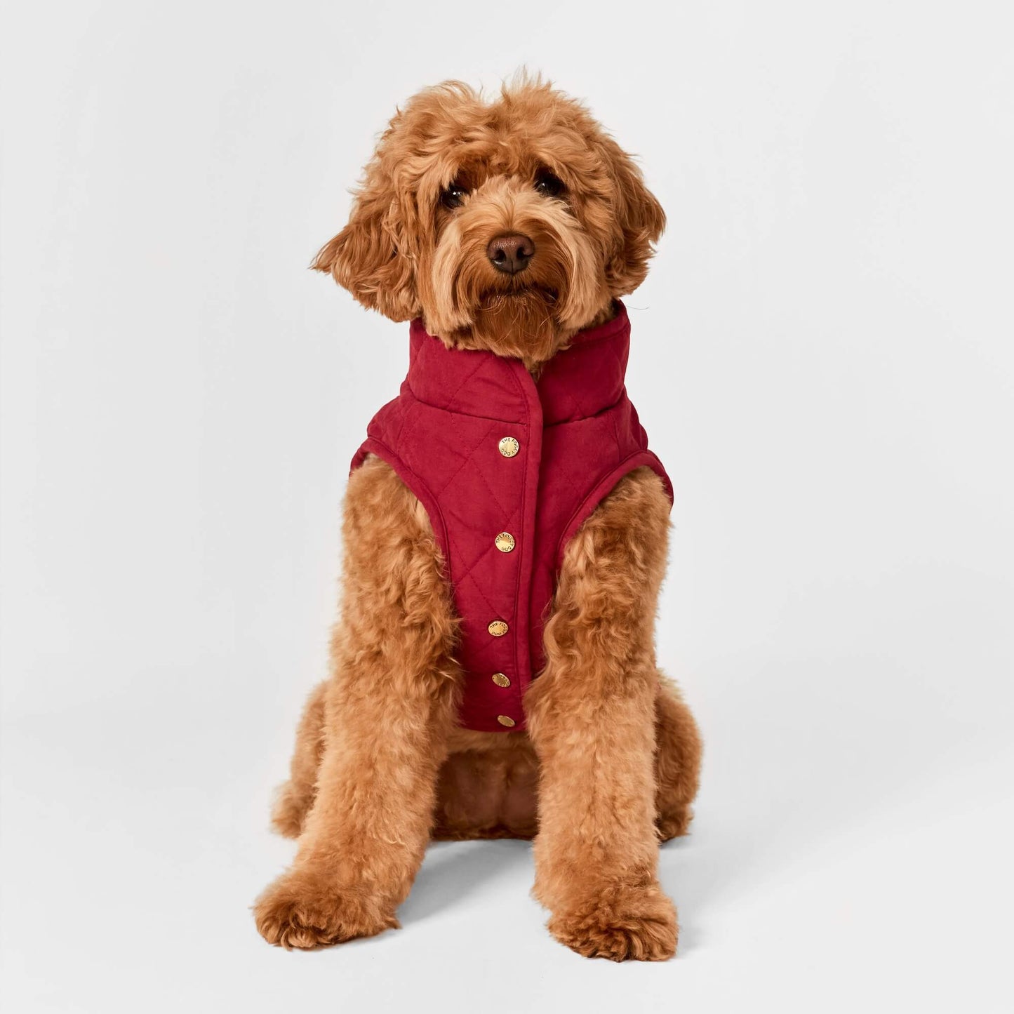 #Modeled by Poppy (20lbs) in Medium