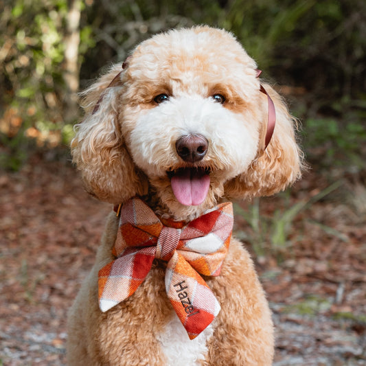 Pumpkin Spice Plaid Flannel Lady Dog Bow view 2