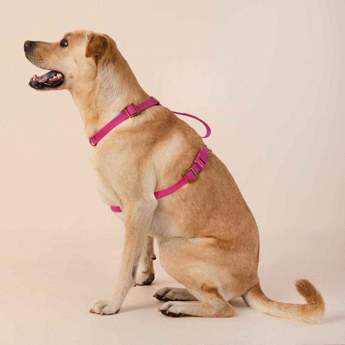 Active Flex Dog Harness - With Handle (M/L), Dahlia view 4