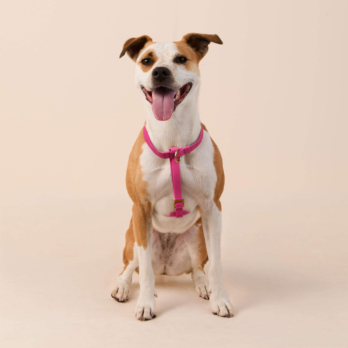 Active Flex Dog Harness (XS/S), Dahlia view 3