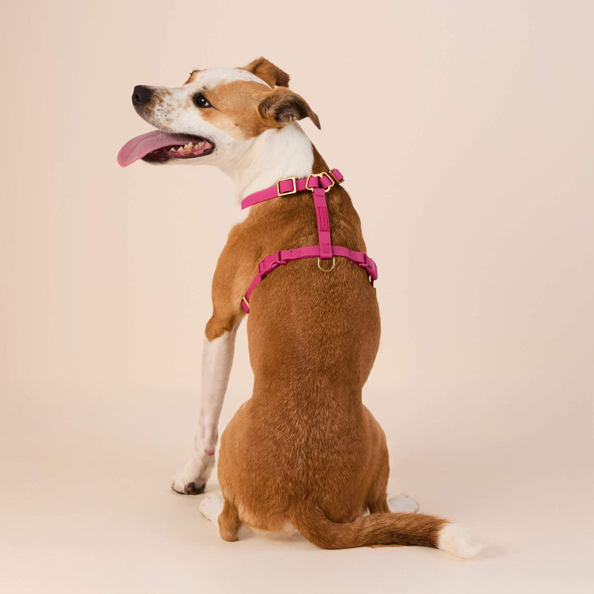 Active Flex Dog Harness (XS/S), Dahlia view 5