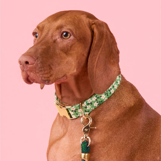 #Modeled by Nala (70lbs) in Medium