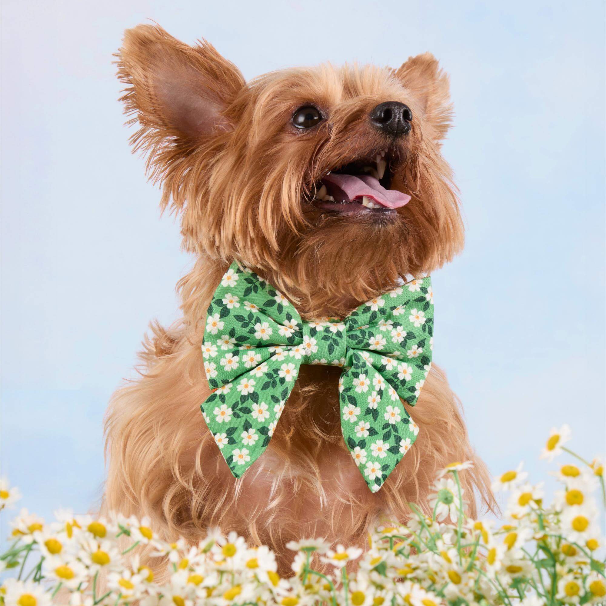 #Modeled by Marley (8lbs) in an Extra Small collar and Large lady bow