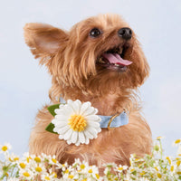 #Modeled by Marley (8lbs) in X-Small